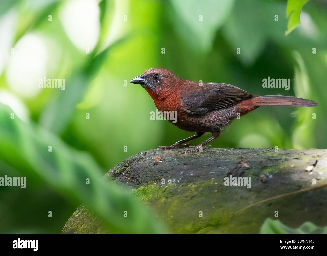 Red-throated Ant-Tanager (Habia fuscicauda) perched on a branch in Costa Rica Stock Photo