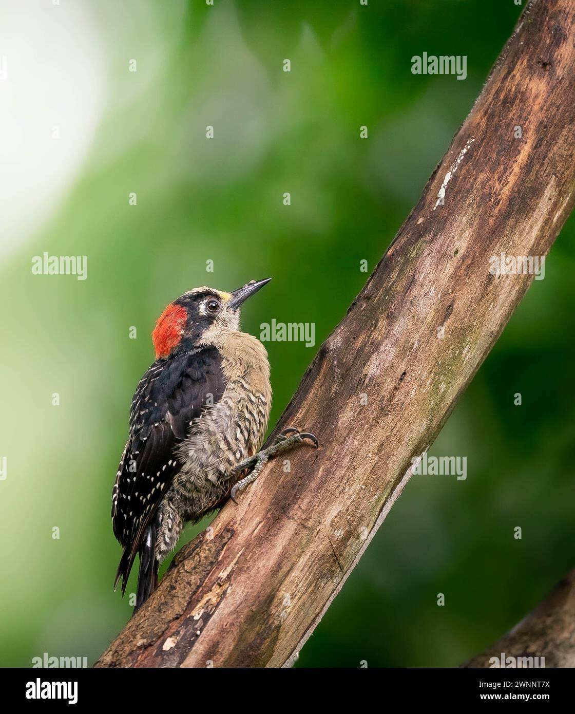 Black-cheeked Woodpecker (Melanerpes pucherani) perched on a branch in Costa Rica Stock Photo