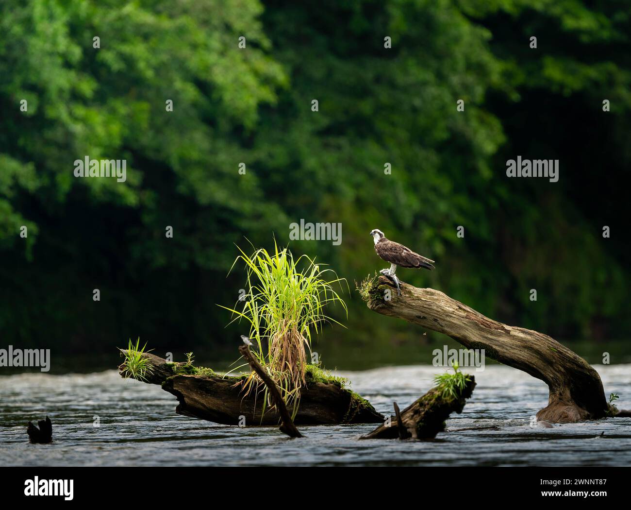 Osprey (Pandion haliaetus) eating a fish along the Sarapiqui River, Costa Rica Stock Photo