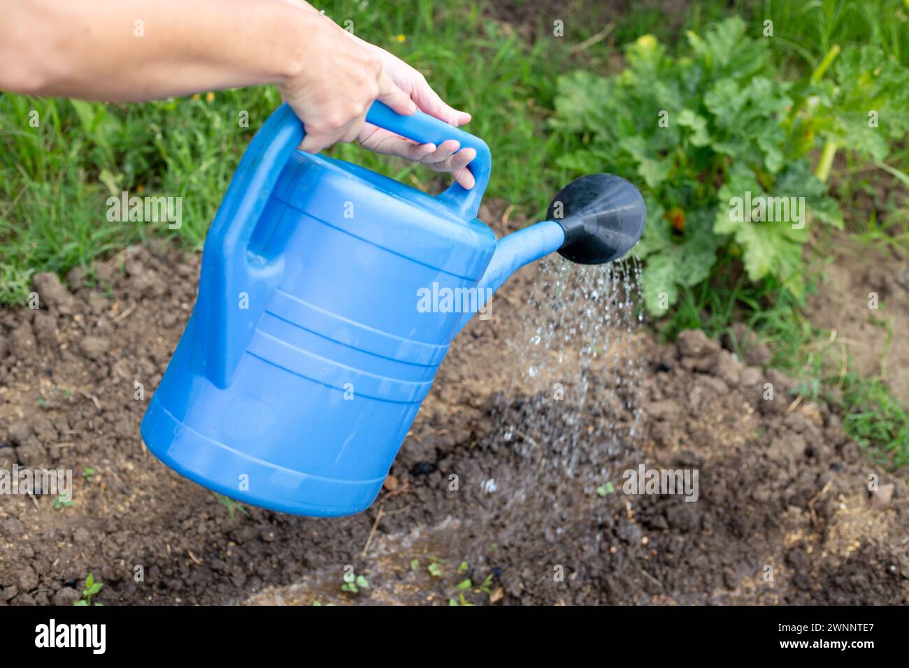 A gardener waters beds with planted emerging vegetables from a blue watering can. Growing and caring for vegetables in the garden. Stock Photo