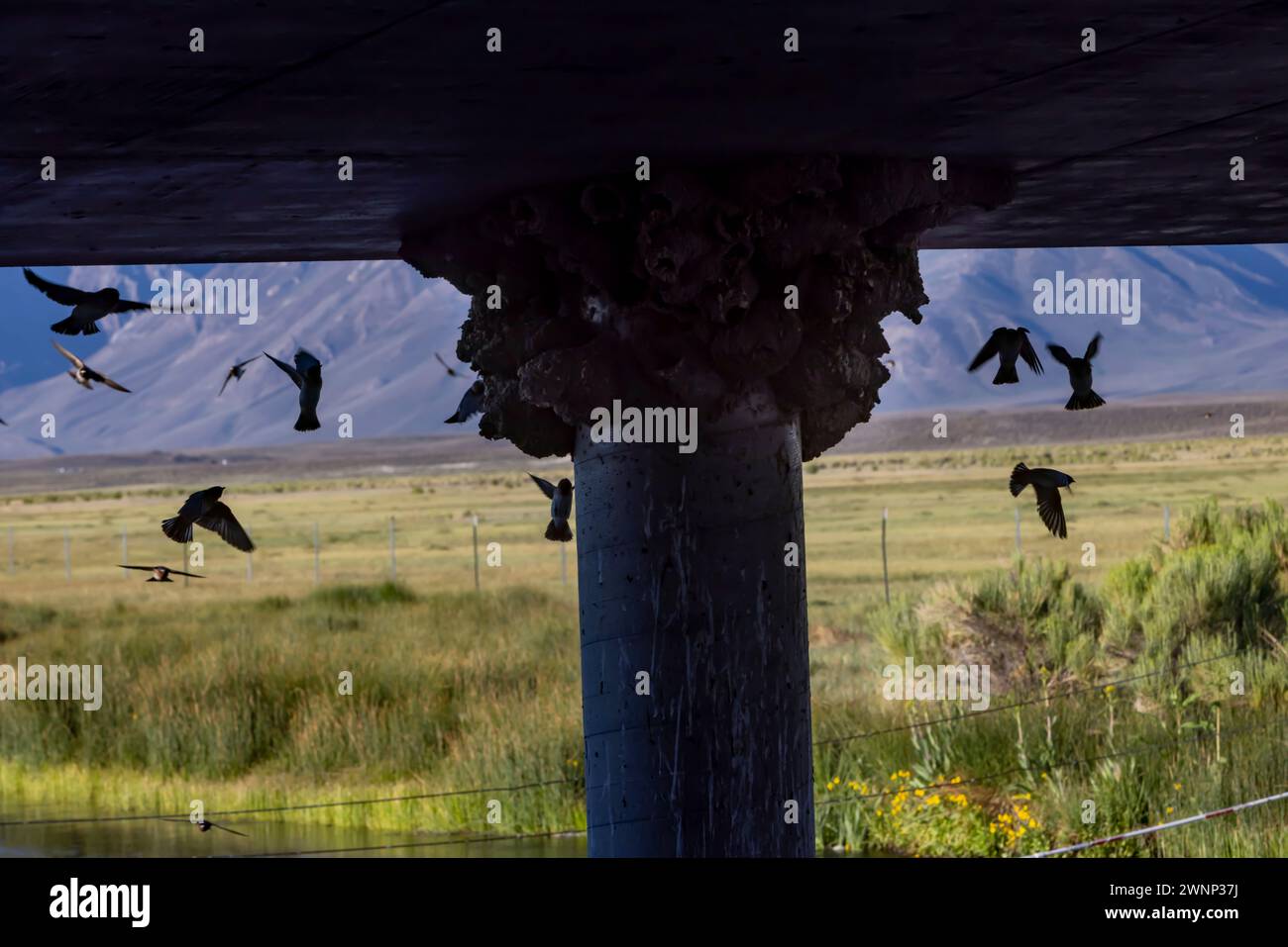 Cliff swallows tend to their mud nests under a bridge at Benton