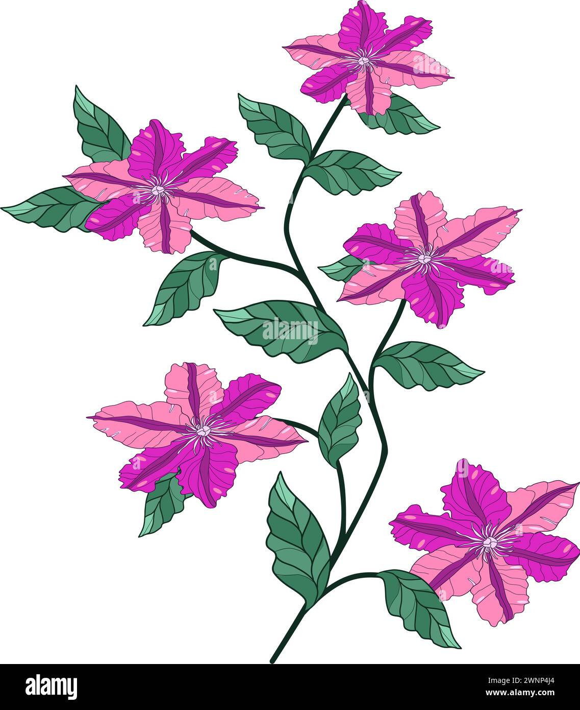 Clematis plant with flowers and leaves vector illustration Stock Vector