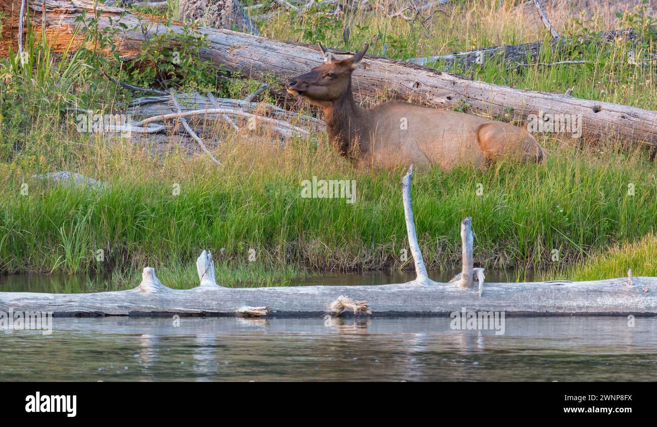 Adult elk lying in the grass between fallen logs next to the Firehole ...