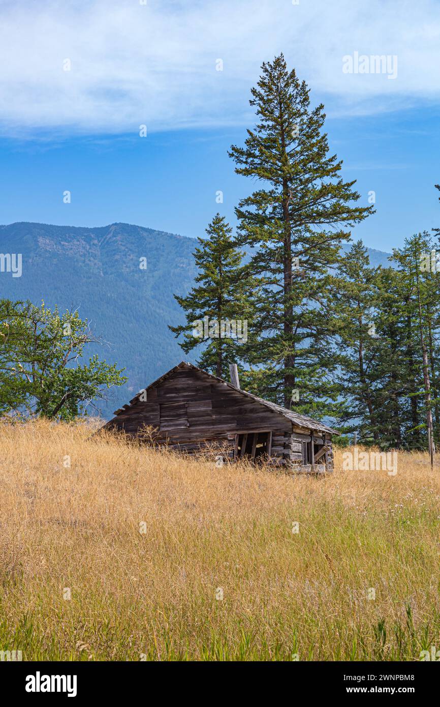 Historic abandoned log cabin in a field of golden grass at Hungry Horse
