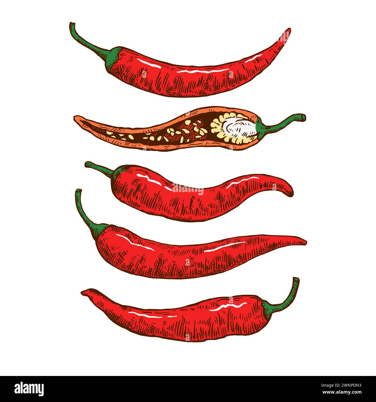 Set of hand drawn chili pepper with various elements. Vector ...