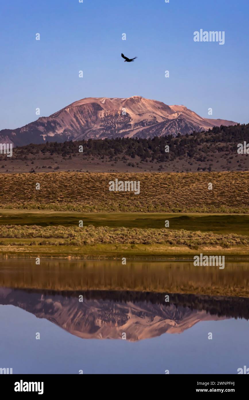 The Sherwin Mountains and Mammoth Mountain glow in the warm reflection of a small lake. Stock Photo