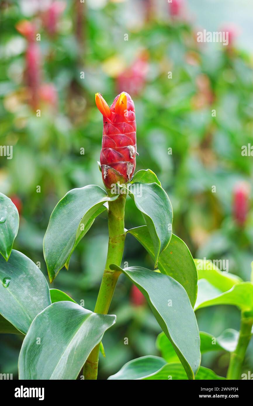 Costus woodsonii (Red Button Ginger, Costa Rica, dwarf cone ginger, Indian head ginger, Panama candle plant, red cane, scarlet spiral flag) flower Stock Photo