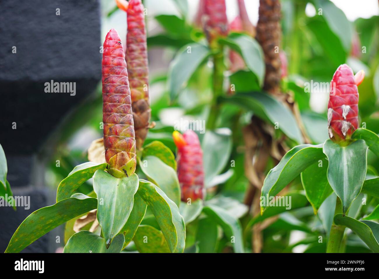 Costus woodsonii (Red Button Ginger, Costa Rica, dwarf cone ginger, Indian head ginger, Panama candle plant, red cane, scarlet spiral flag) flower Stock Photo