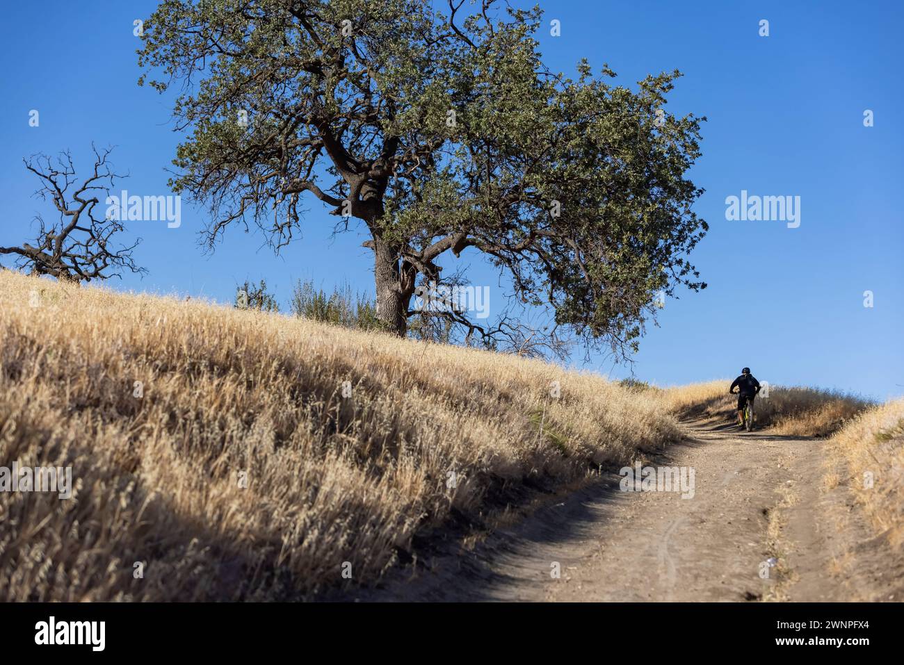 Mountain bikers take advantage of the fireroads as they traverse the