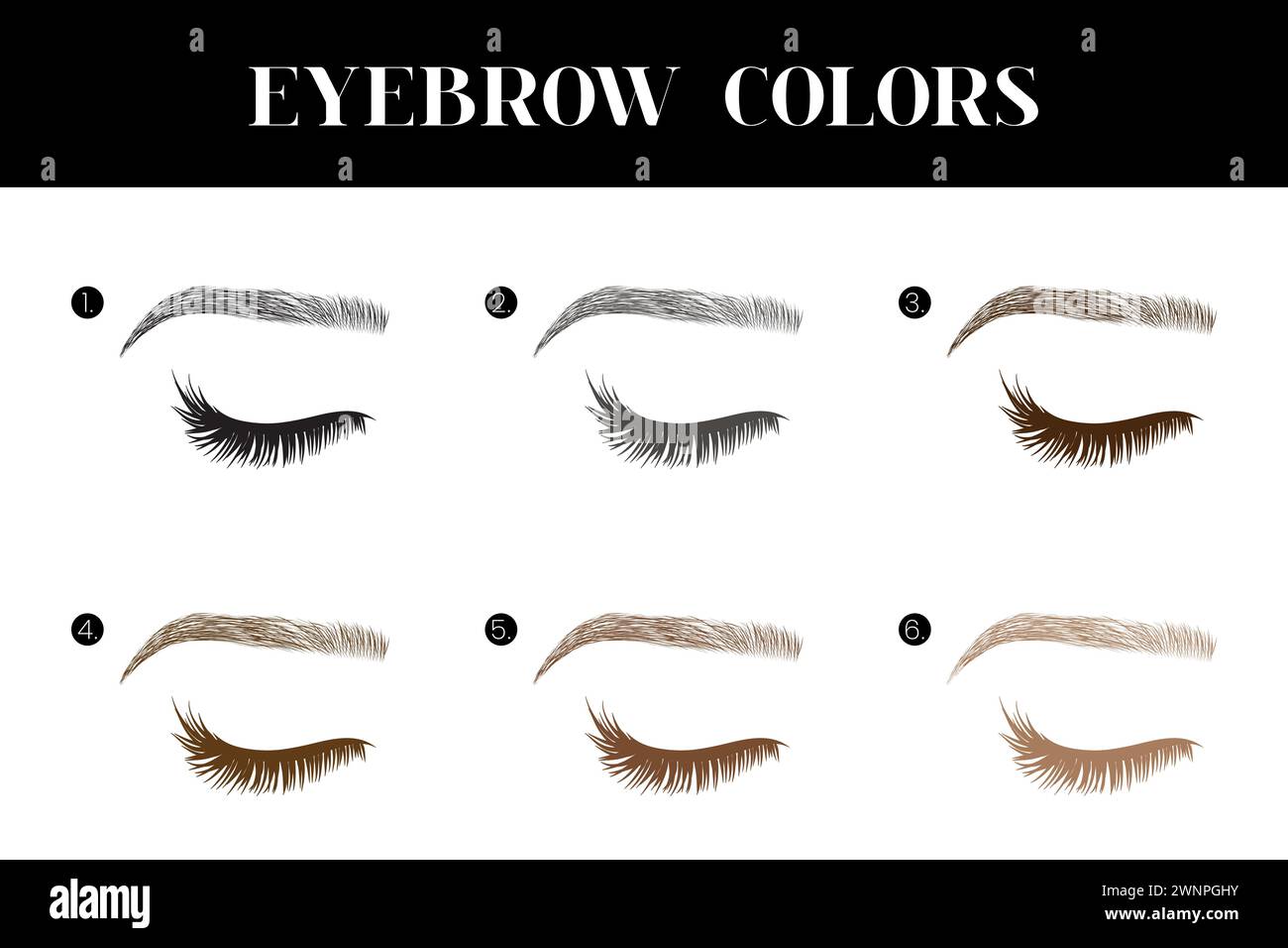 Eyebrow and Lashes Colors Chart Illustration Stock Vector Image & Art