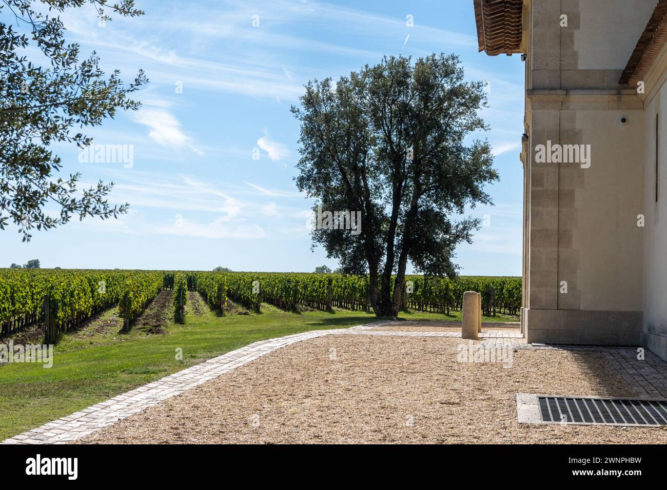 Harvest of grapes in Pomerol village, production of red Bordeaux wine, Merlot or Cabernet Sauvignon grapes on cru class vineyards in Pomerol, Saint-Em Stock Photo