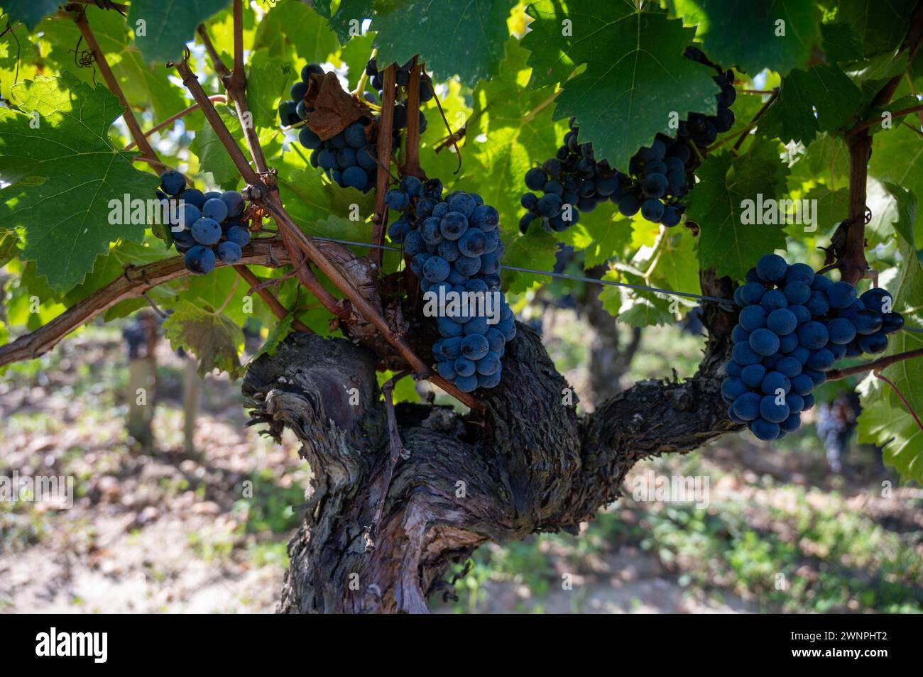 Ripe Merlot or Cabernet Sauvignon red wine grapes ready to harvest in Pomerol, Saint-Emilion wine making region, France, Bordeaux Stock Photo