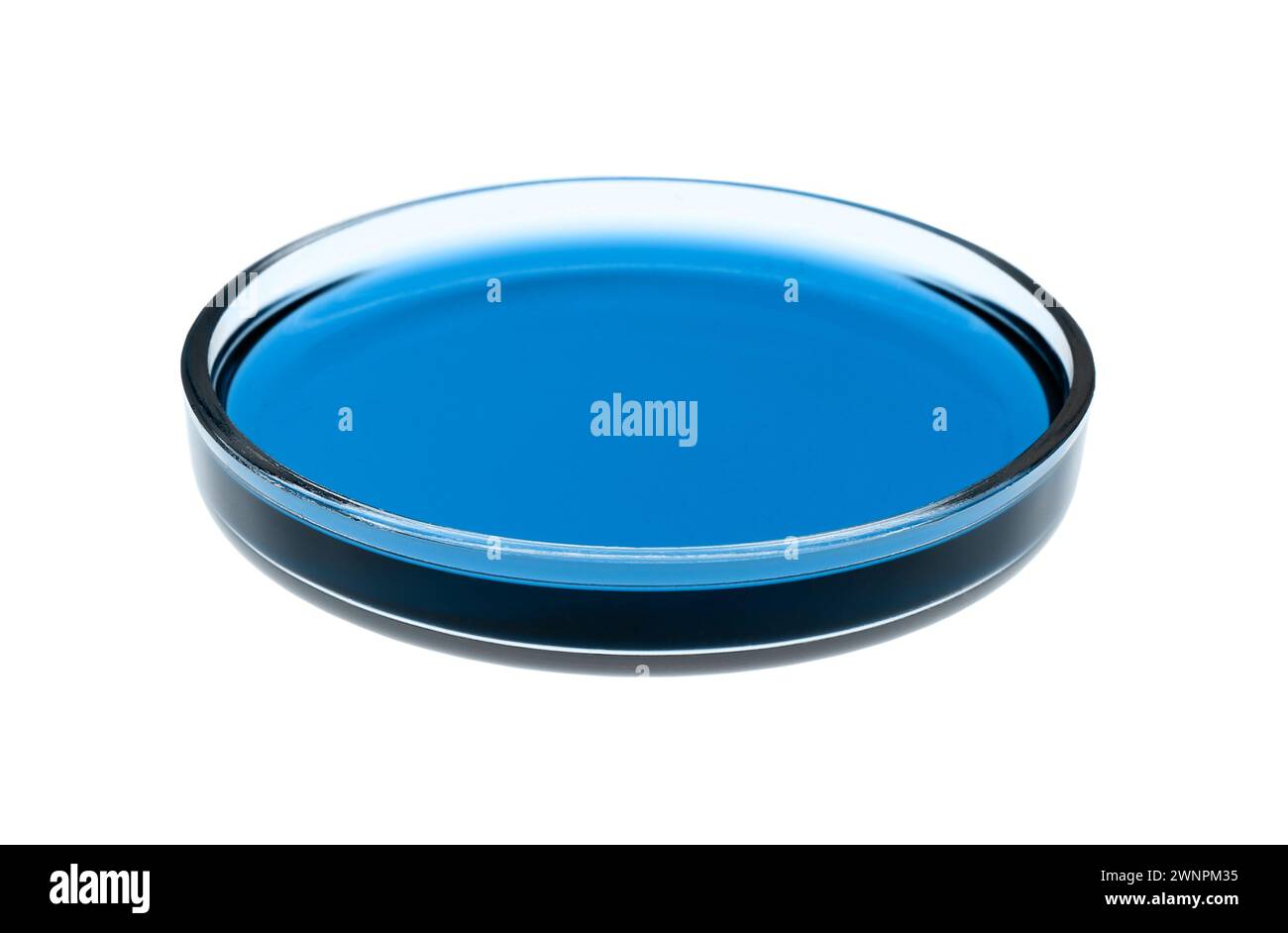 Petri dish with blue liquid isolated on white. Laboratory glassware ...
