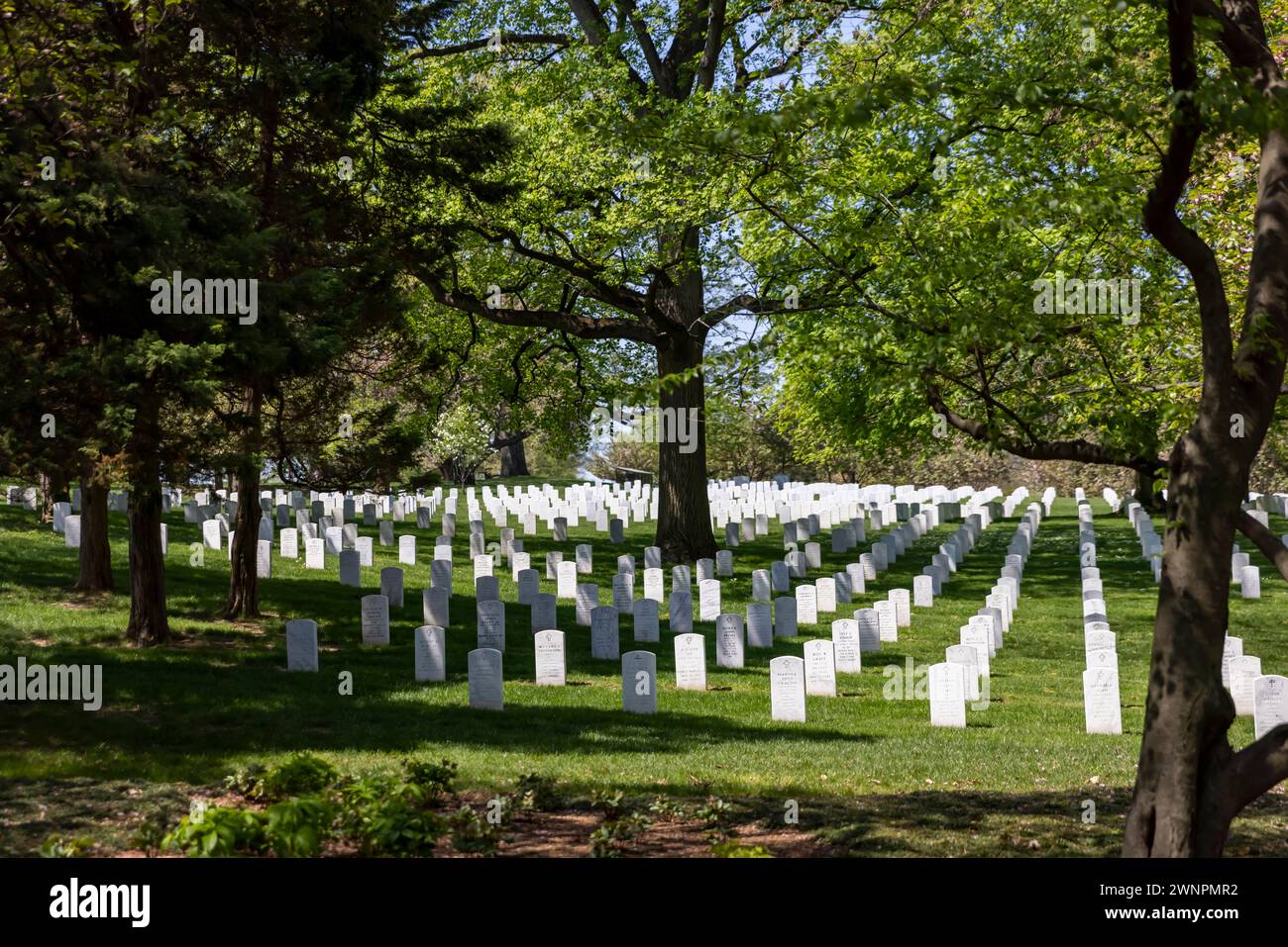 Arlington National Cemetery, especially around the Tomb Of The Unknown Soldier, are rolling green hills covered in over 9600 species of trees. Stock Photo