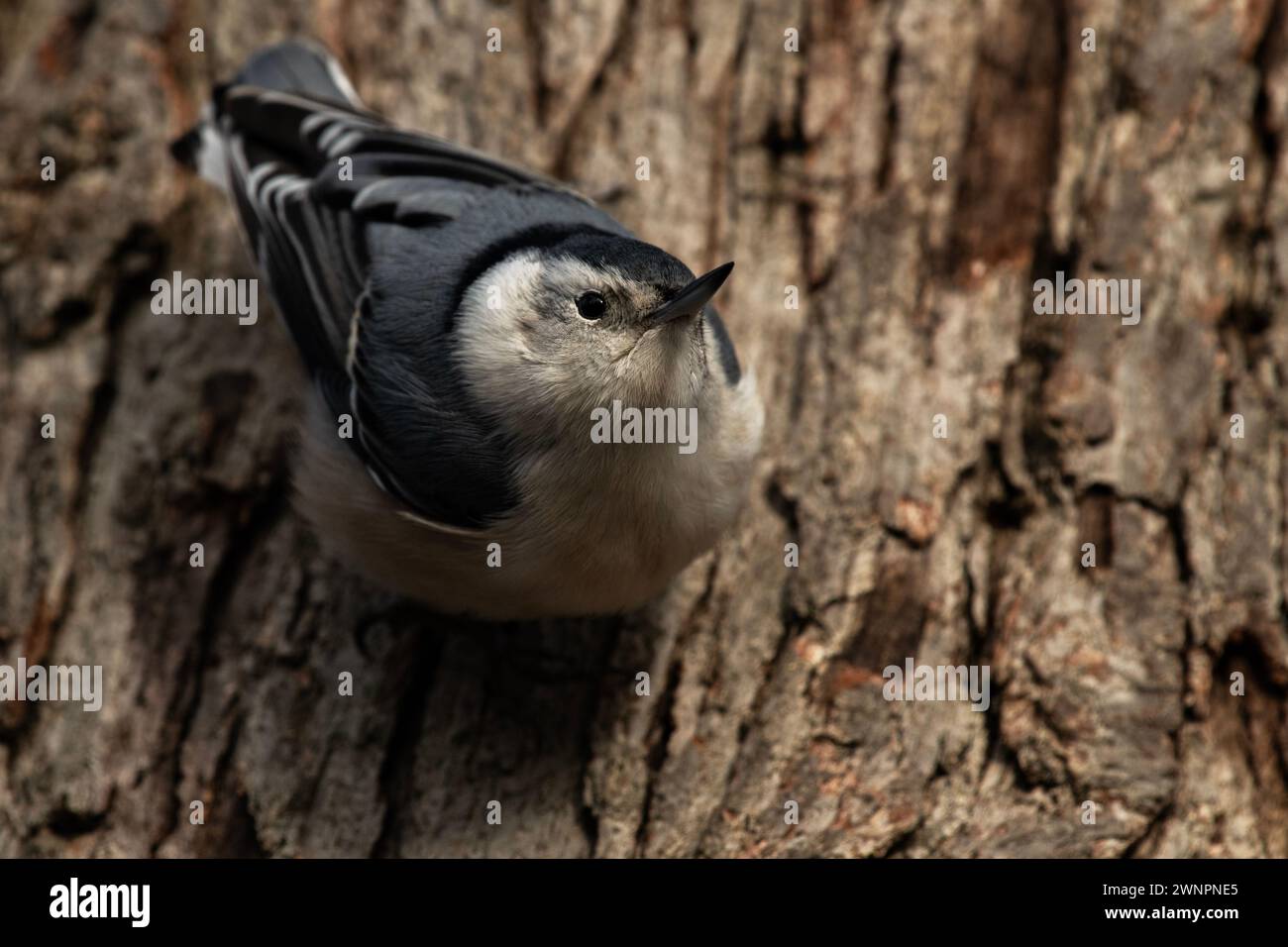 A white-breasted nuthatch, Sitta carolinensis Stock Photo - Alamy