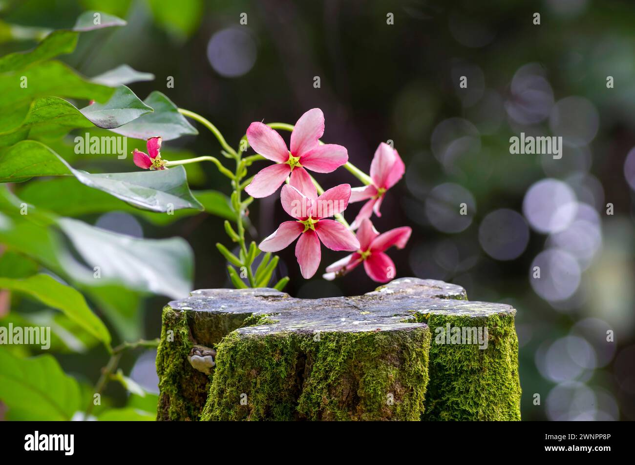 Round wooden cut shape with green moss for product display with Rangoon creeper flower (Combretum indicum) background. Stock Photo