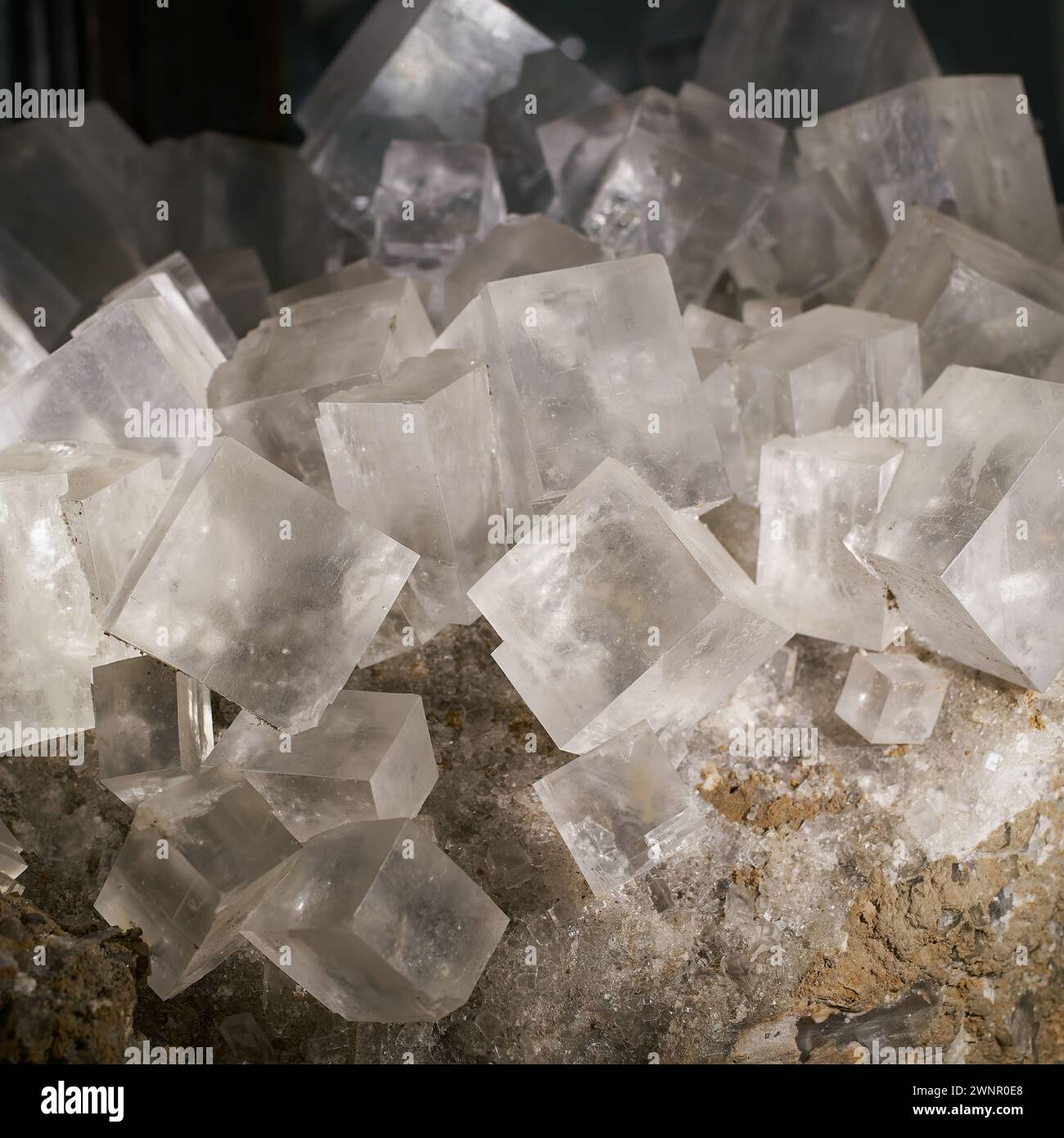 Cube-shaped crystals of the mineral halite in a mineral collection Stock Photo
