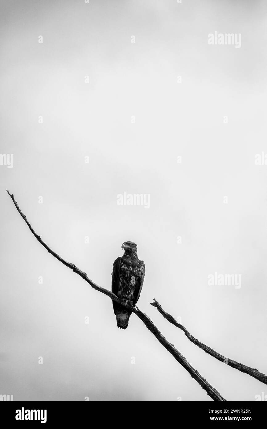Black and white photo of a baldeagle sitting on a dead tree branch and staring straight ahead, Central British Columbia, Canada Stock Photo