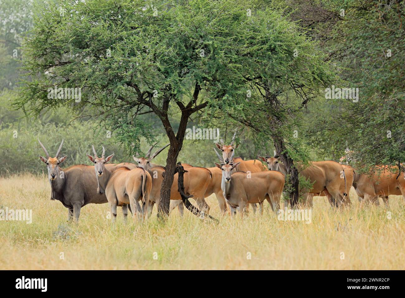South africa savannah wildlife hi-res stock photography and images - Alamy