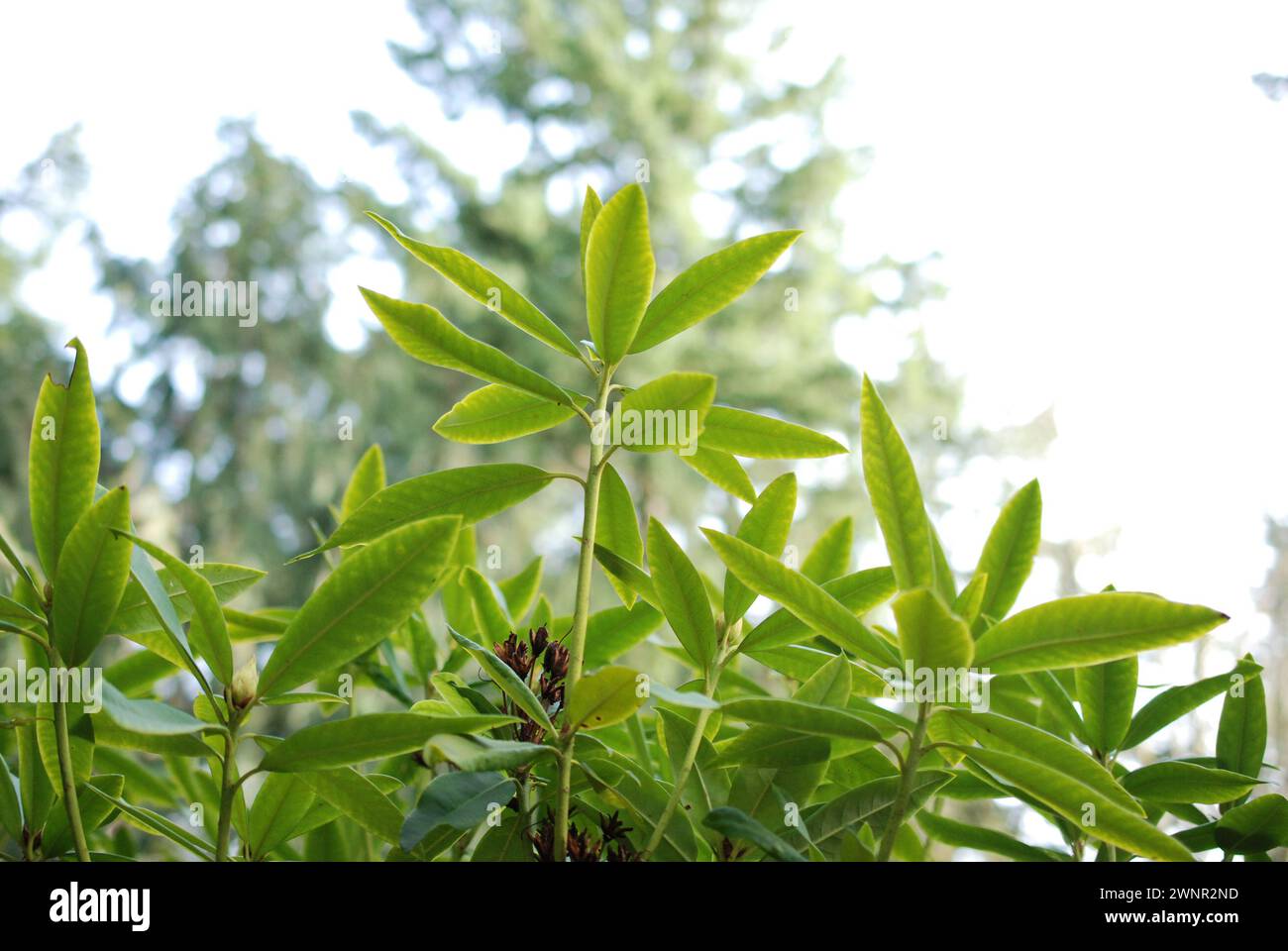 Rhododendron Plant Leaf Canopy Stock Photo