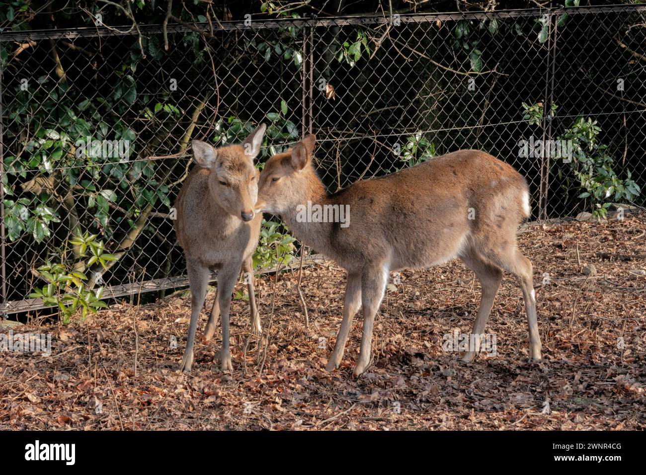 Deer on the Yagyu Kaido trail, Nara Park, Nara,  Japan Stock Photo