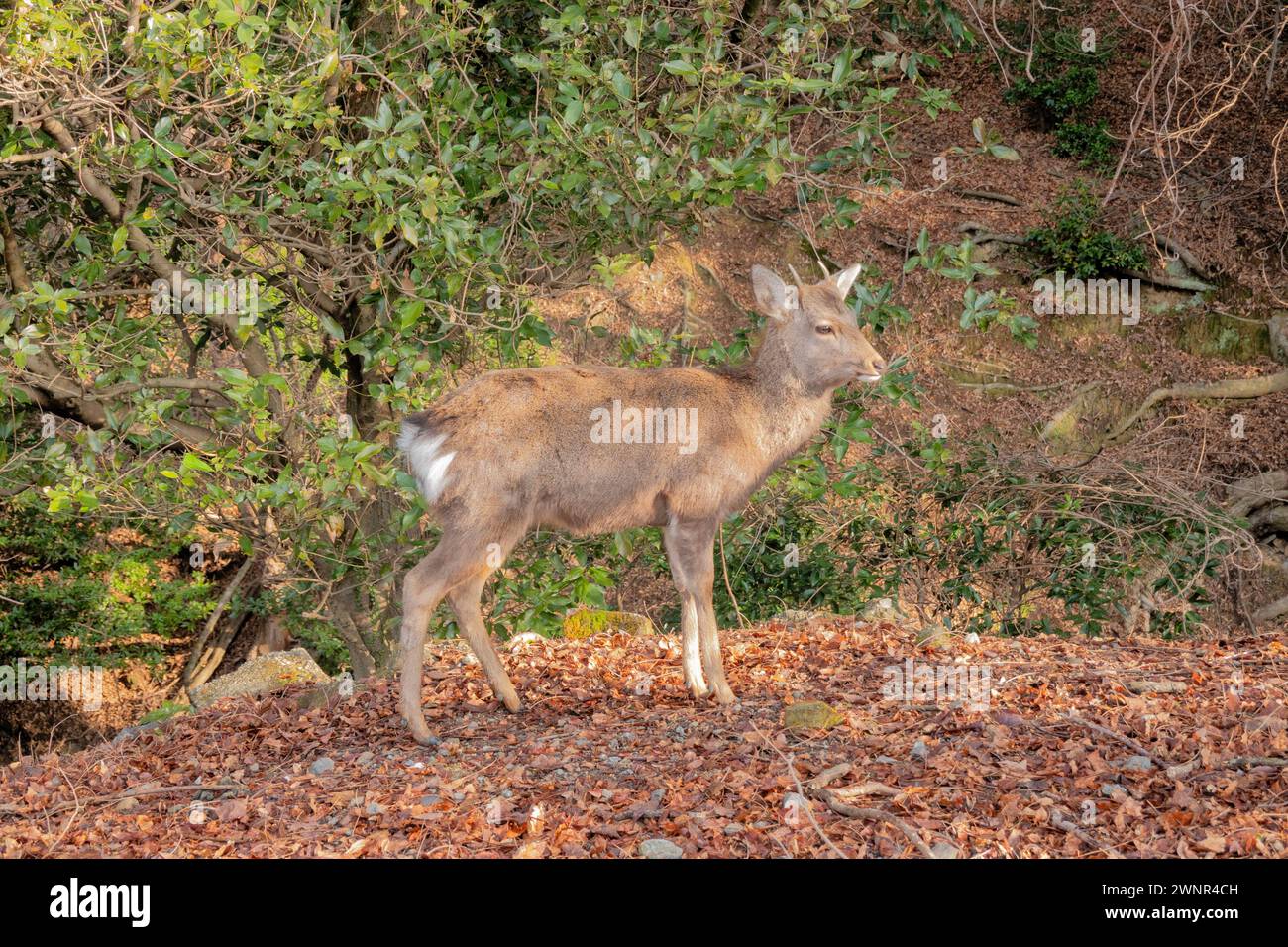 Deer on the Yagyu Kaido trail, Nara Park, Nara,  Japan Stock Photo