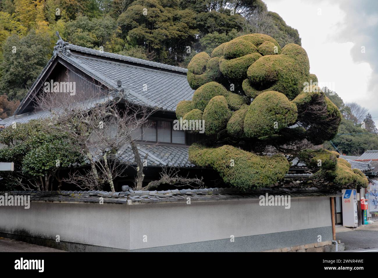 Traditional home with bonsai tree on the historical Yagyu Kaido trail, Ninnikusencho, Nara,  Japan Stock Photo