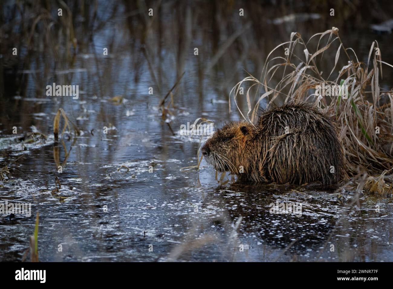 Coypu (Myocastor coypus) in winter Stock Photo - Alamy