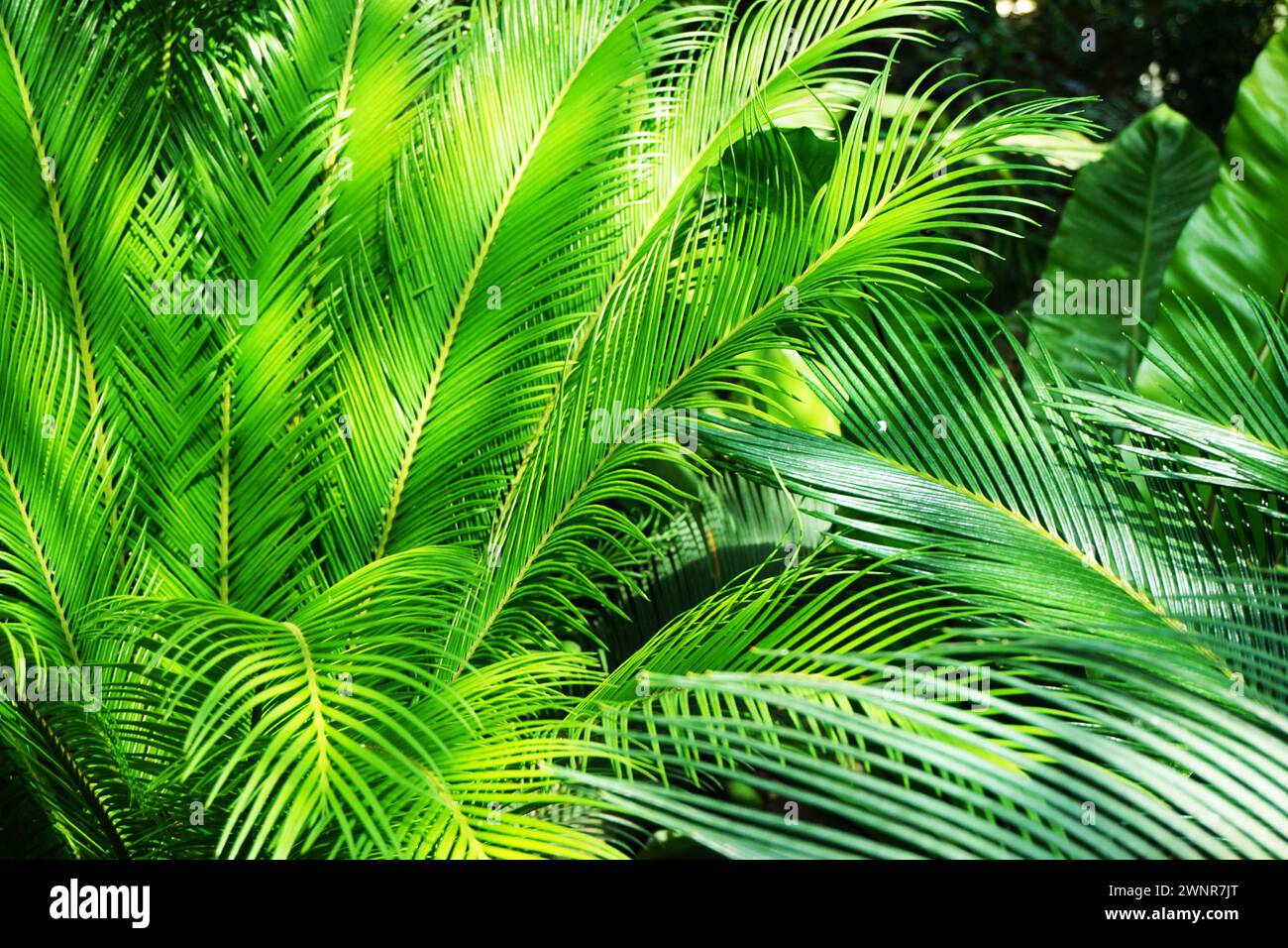 green fern plant texture as very nice natural background Stock Photo ...