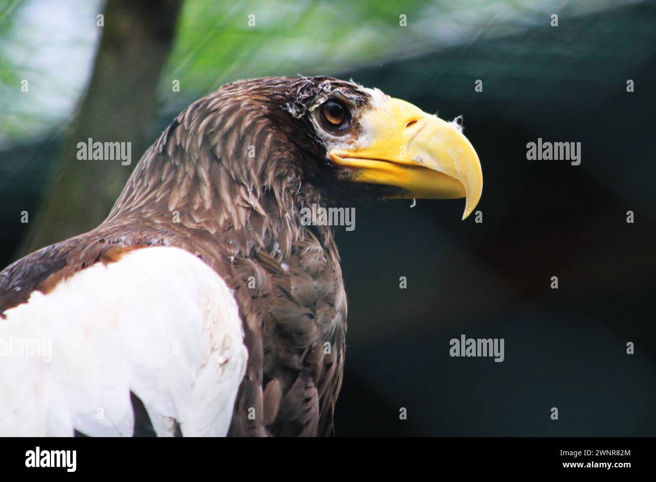 Biggest sea bird hi-res stock photography and images - Alamy