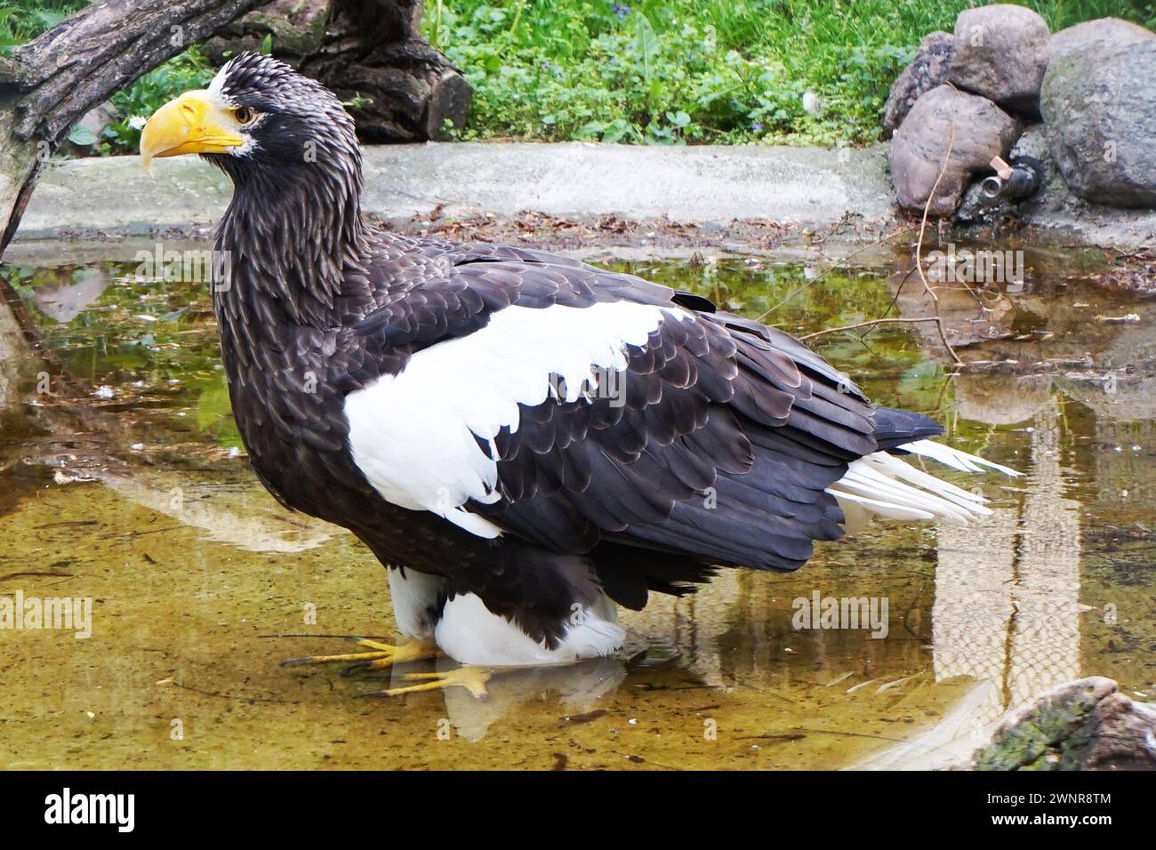 Biggest sea eagle portrait of an eagle hi-res stock photography and ...