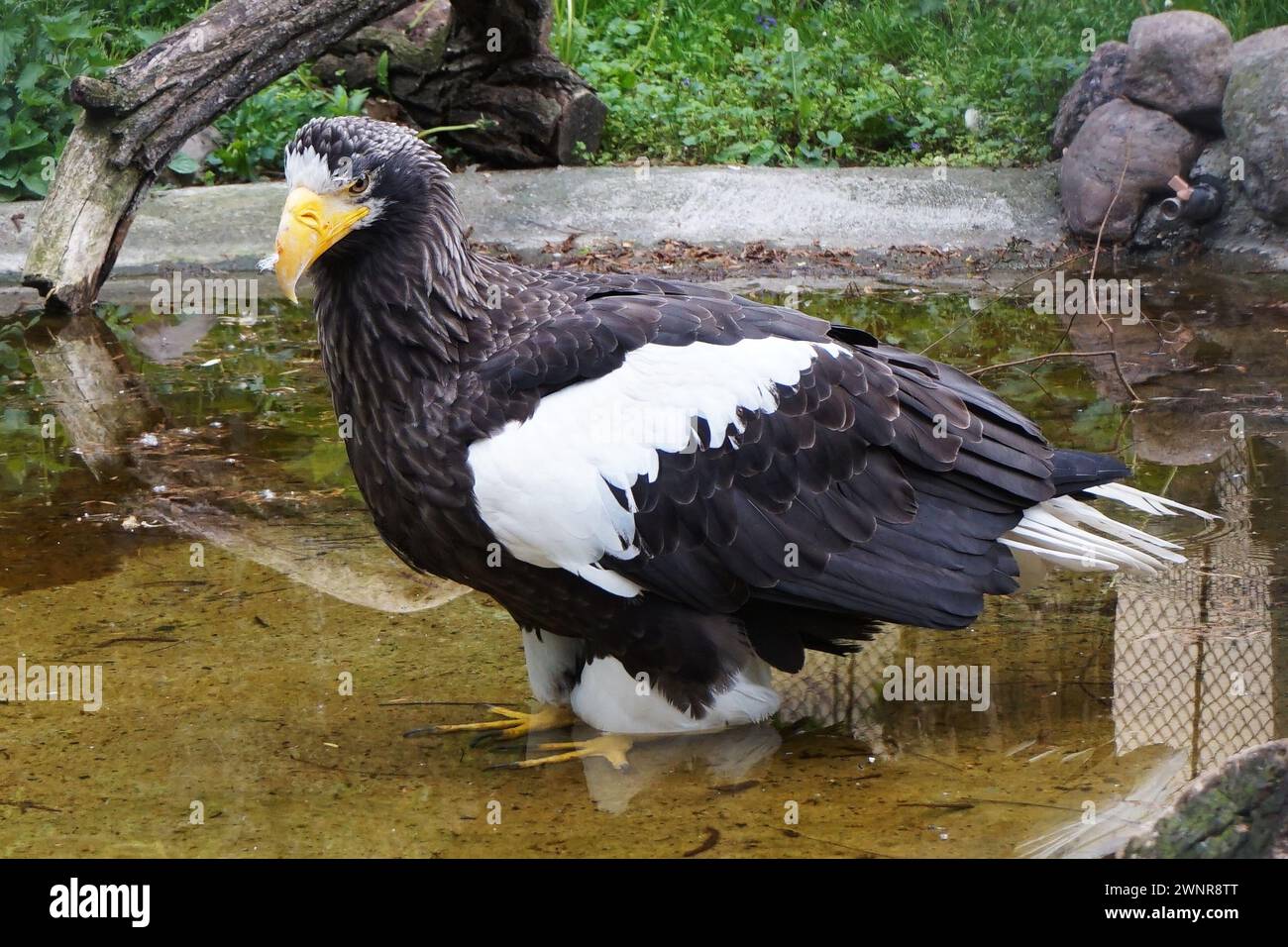 Biggest sea bird hi-res stock photography and images - Alamy