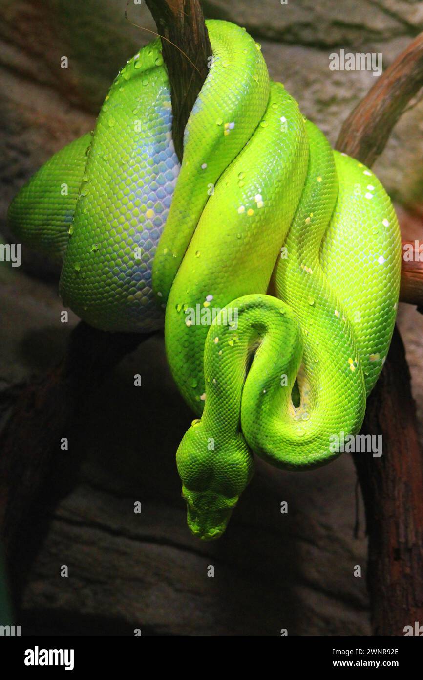 Emerald tree boa closeup hi-res stock photography and images - Alamy