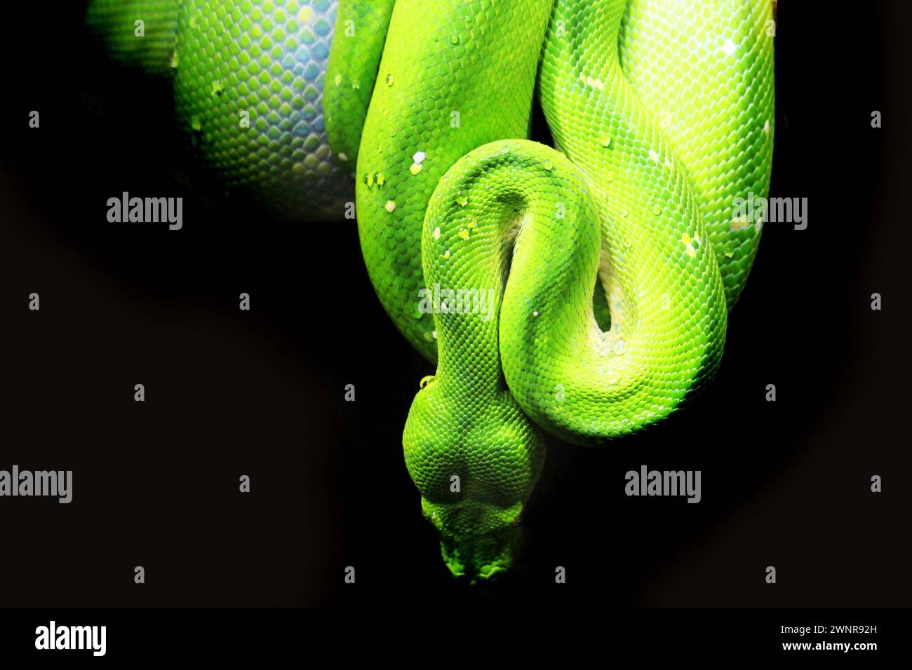 emerald tree boa (Corallus caninus) as very nice green snake Stock Photo