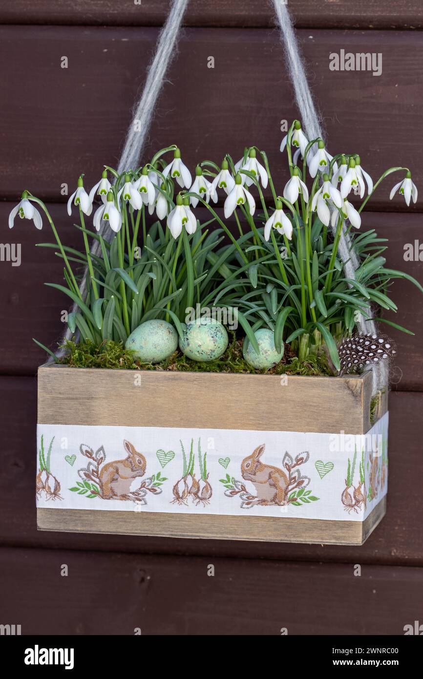snowdrops in wooden box with easter ornament hanging in the garden Stock Photo