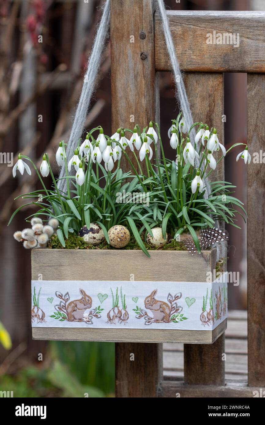 snowdrops in wooden box with easter ornament hanging in the garden Stock Photo