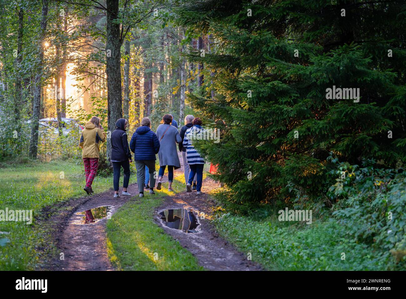 People walk on a forest road in the sunset light after the rain. Evening light in the forest after the rain. Walkers in the forest. Stock Photo