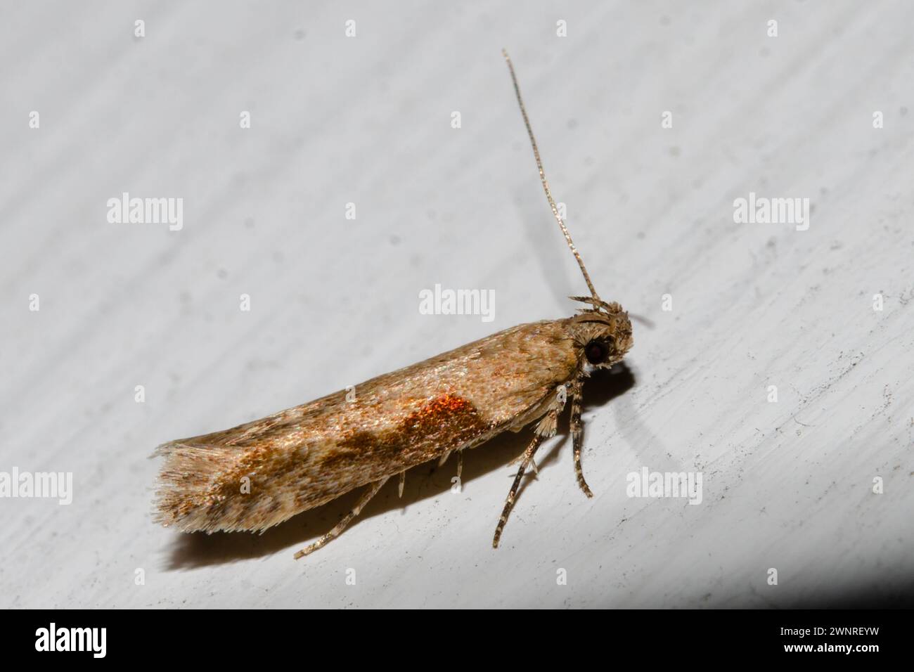 Tomato Stemborer Moth, Symmetrischema tangolias, introduced to New Zealand from South America, Nelson, South Island, New Zealand Stock Photo