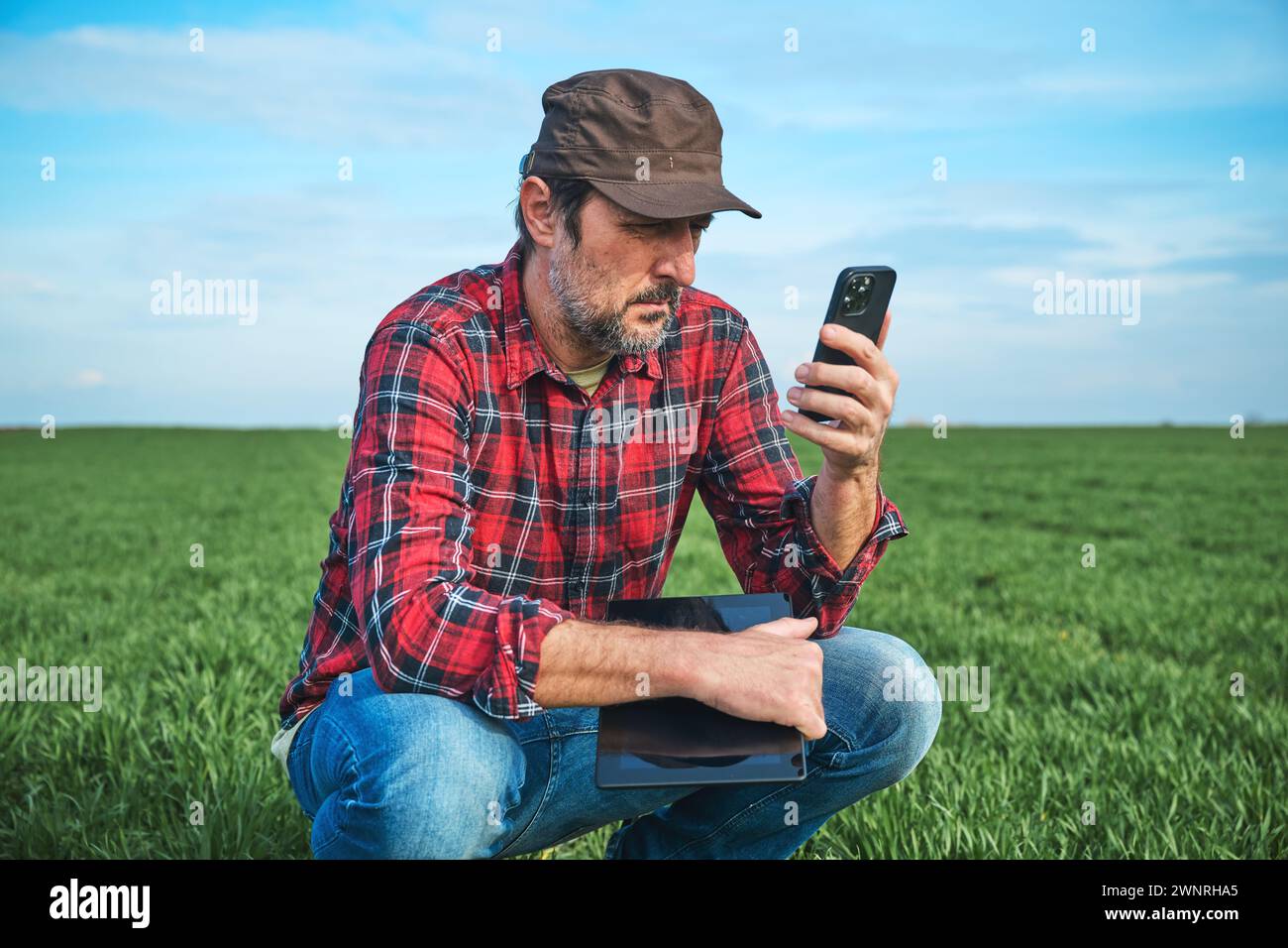 Smart farming, farm worker using smartphone and digital table in cultivated wheat field, selective focus Stock Photo