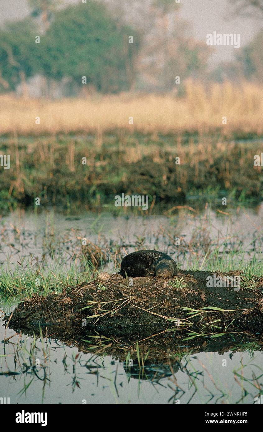 Spotted-necked Otter, Hydrictis maculicollis, resting on mound in waterway, Xaxaba Camp, Okavango Delta, Botswana, Africa Stock Photo