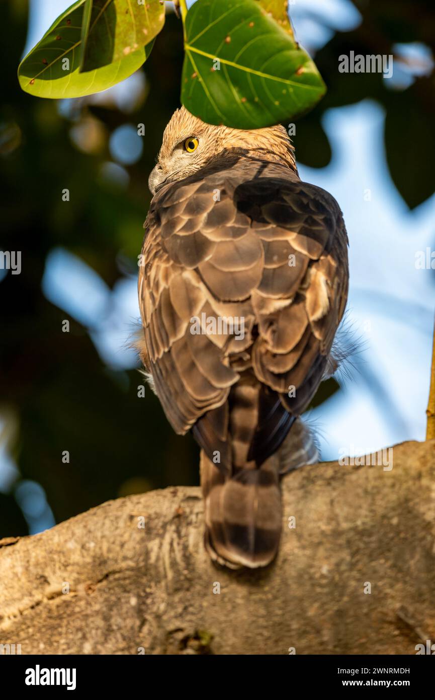changeable or crested hawk eagle or nisaetus cirrhatus extreme closeup with feather details perched on tree in natural green jim corbett national park Stock Photo