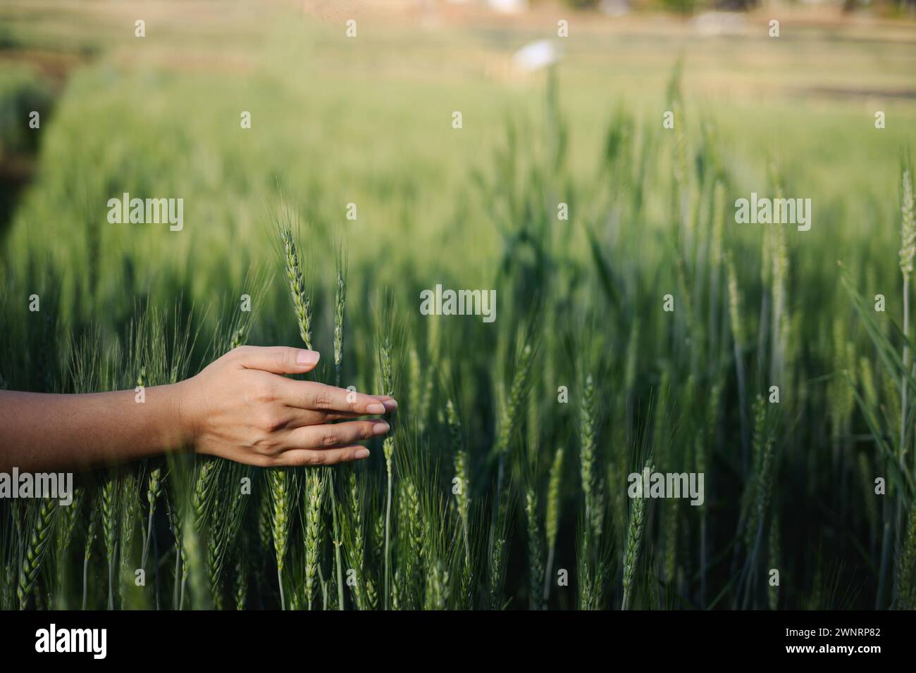 Close up of young woman walking in a wheat field at sunrise, touching ...