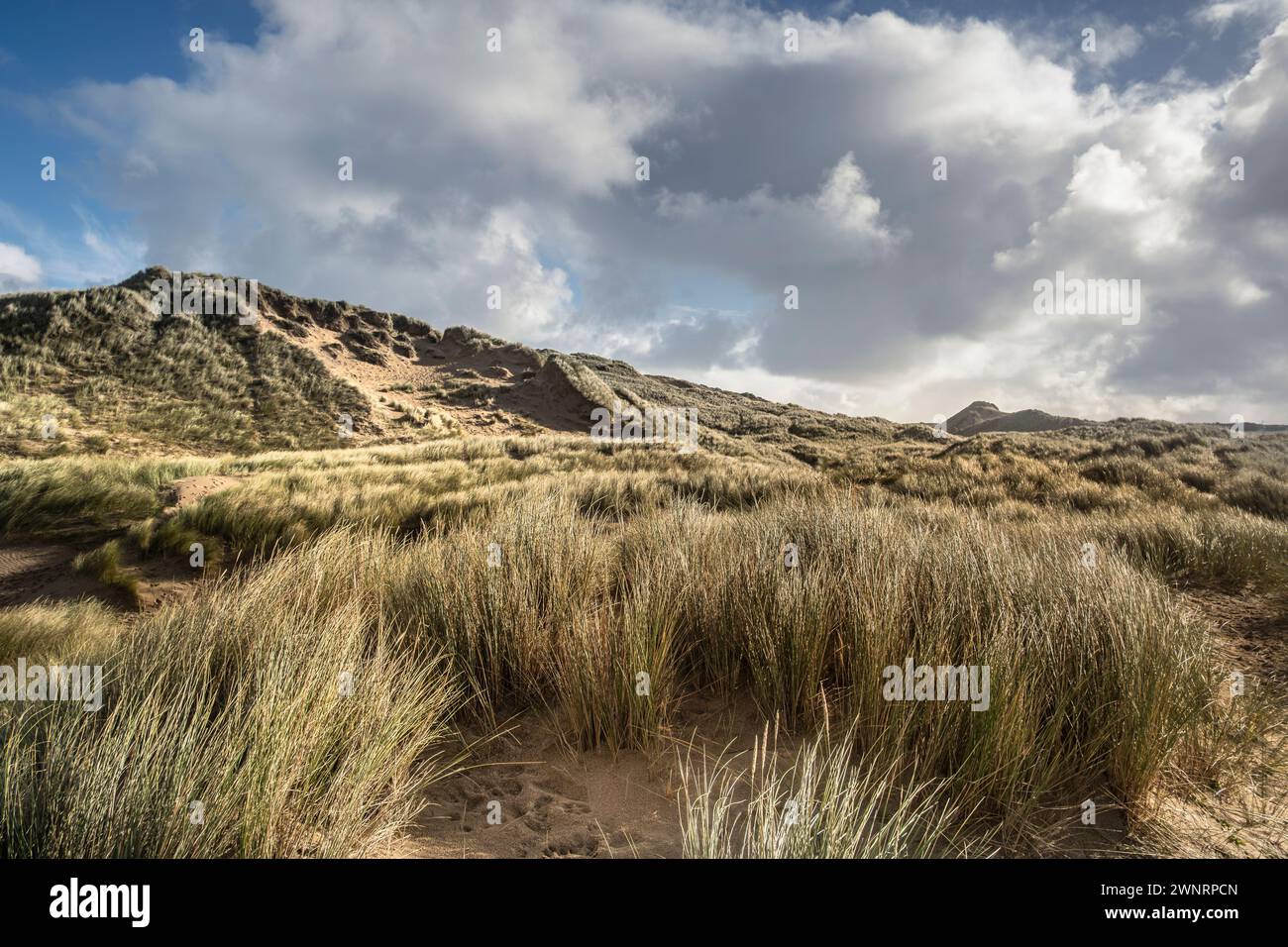 Marram Grass growing and stabilizing stabilising the massive Sand dune