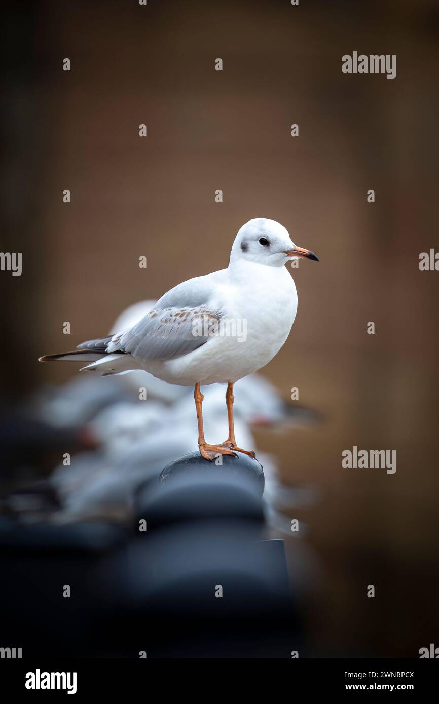 Close up front to side view of a black headed gull in winter plumage standing on a steel post with a row of gulls sitting behind him. Stock Photo