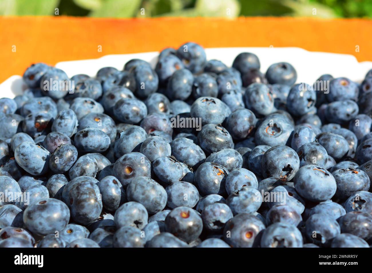 Blueberries textured background. Blueberries are incredibly healthy and nutritious. They boost your heart health, brain function and numerous other as Stock Photo