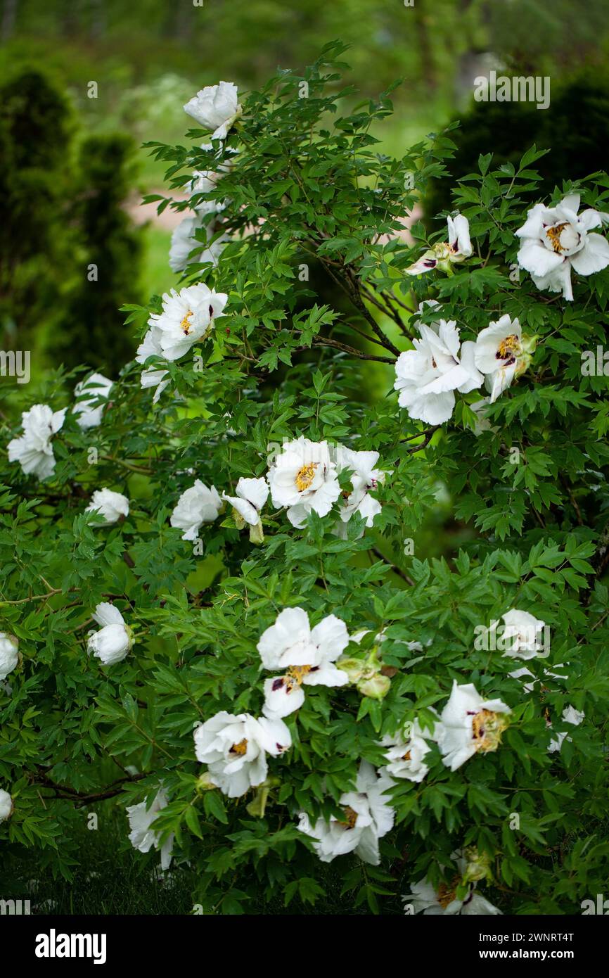 Delicate White Blooms Of The Paeonia Suffruticosa Variety Adorn A delicate-white-blooms-of-the-paeonia-suffruticosa-variety-adorn-a