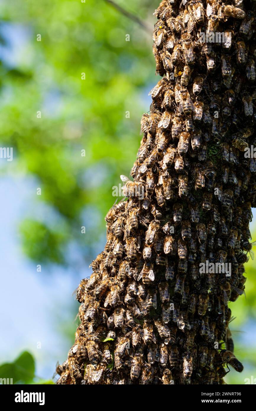 A swarm of bees flew out of the hive on a hot summer day and landed on a tree trunk. The beekeeper gently sprayed them with mint water to prevent them Stock Photo