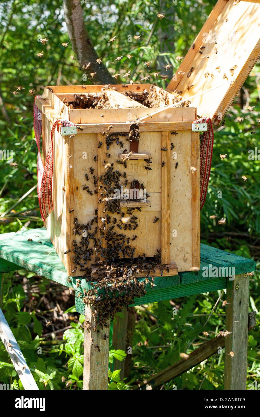 The escaped bees have been collected by the beekeeper and transferred to a swarm catcher. Since the queen bee is inside the swarm catcher, the bees wi Stock Photo