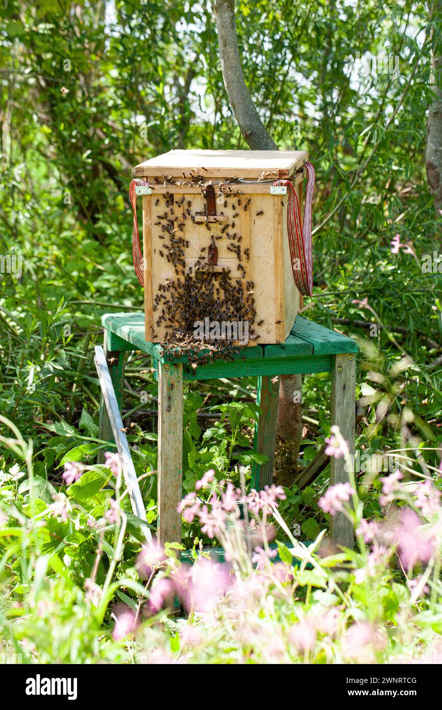 The escaped bees have been collected by the beekeeper and transferred to a swarm catcher. Since the queen bee is inside the swarm catcher, the bees wi Stock Photo