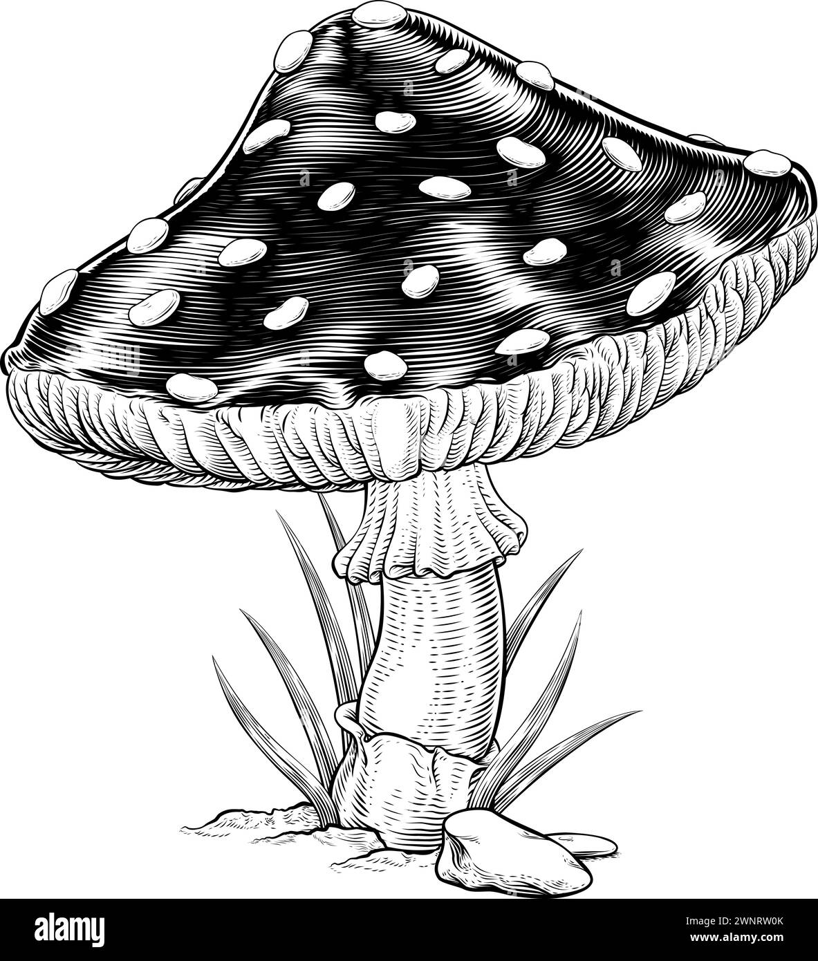Mushroom Toadstool Fly Agaric Amanita Muscaria Stock Vector